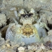 shrimp_mantis_unknown_sne_h_0191_yap0533.jpg